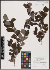 Foto von Salix aurita L.